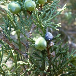 Photographie n°57916 du taxon Juniperus thurifera L. [1753]
