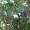  Mathieu MENAND - Juniperus thurifera L. [1753]