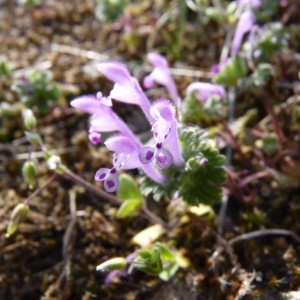 Photographie n°57926 du taxon Lamium amplexicaule L.