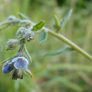 Myosotis lappula L. (Bardanette)