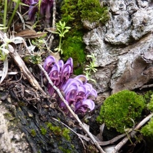 Photographie n°57934 du taxon Lathraea clandestina L. [1753]