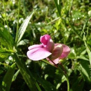 Photographie n°57943 du taxon Lathyrus sylvestris L. [1753]