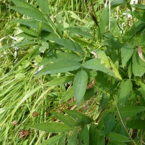 Lathyrus alpestris subsp. vivantii (P. Monts.) Coulot & Rabaute (Gesse de Vivant)