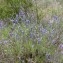  Mathieu MENAND - Lavandula angustifolia Mill. [1768]