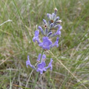 Photographie n°57950 du taxon Lavandula angustifolia Mill. [1768]