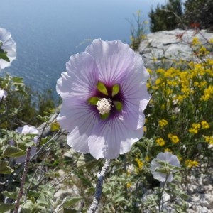 Photographie n°57952 du taxon Lavatera maritima Gouan [1773]