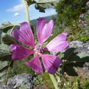 Photographie n°57957 du taxon Lavatera olbia L. [1753]