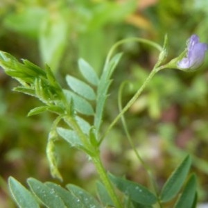 Lens lamottei Czefr. (Lentille de Lamotte)