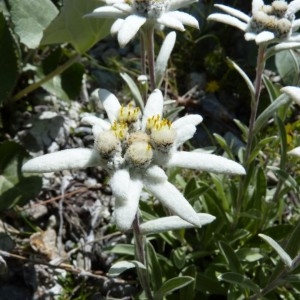 Photographie n°57961 du taxon Leontopodium alpinum Cass. [1822]