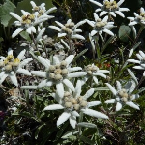 Photographie n°57962 du taxon Leontopodium alpinum Cass. [1822]