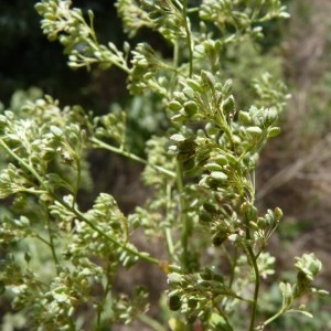 Photographie n°57969 du taxon Lepidium latifolium L.