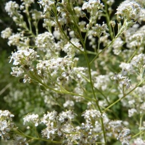 Photographie n°57971 du taxon Lepidium latifolium L.