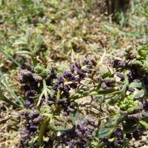 Photographie n°57972 du taxon Lepidium squamatum Forssk. [1775]