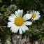  Mathieu MENAND - Leucanthemum adustum (W.D.J.Koch) Gremli [1898]