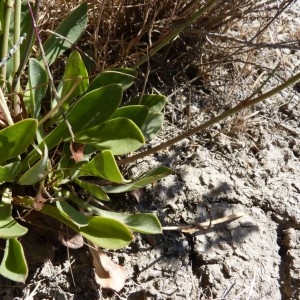 Photographie n°57991 du taxon Limonium bellidifolium (Gouan) Dumort. [1827]