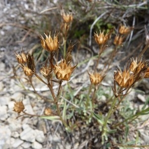 Photographie n°58008 du taxon Linum campanulatum L. [1753]