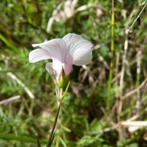 Photographie n°58010 du taxon Linum suffruticosum subsp. appressum (Caball.) Rivas Mart. [1978]