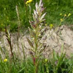 Photographie n°58021 du taxon Lolium perenne L. [1753]