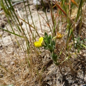 Photographie n°58033 du taxon Lotus angustissimus subsp. angustissimus