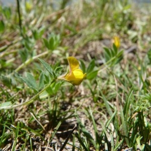 Photographie n°58035 du taxon Lotus angustissimus subsp. angustissimus