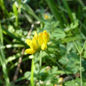 Photographie n°58041 du taxon Lotus pedunculatus Cav. [1793]