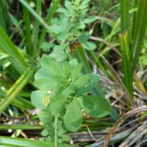 Photographie n°58042 du taxon Lotus pedunculatus Cav. [1793]