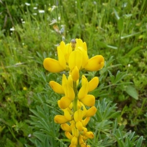 Lupinus luteus L. (Lupin jaune)