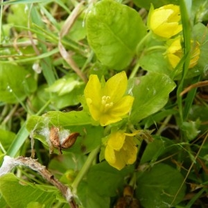 Photographie n°58056 du taxon Lysimachia nummularia L. [1753]