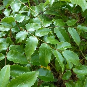 Photographie n°58059 du taxon Mahonia aquifolium (Pursh) Nutt. [1818]