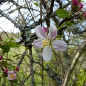 Photographie n°58060 du taxon Malus sylvestris Mill. [1768]