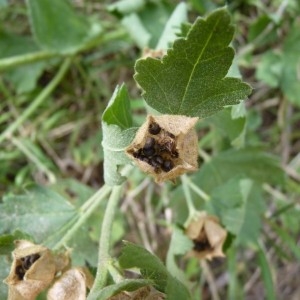 Photographie n°58063 du taxon Malva alcea L.