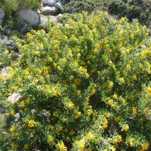 Photographie n°58068 du taxon Medicago arborea L. [1753]