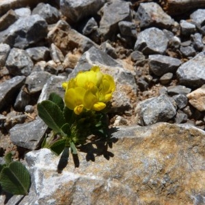 Medicago suffruticosa subsp. leiocarpa (Benth.) Urb. (Luzerne)