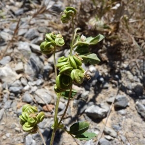  - Medicago suffruticosa subsp. leiocarpa (Benth.) Urb. [1873]