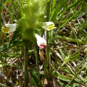 Photographie n°58074 du taxon Melampyrum cristatum L. [1753]