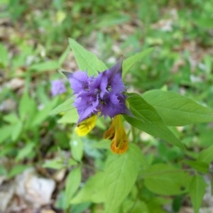 Photographie n°58075 du taxon Melampyrum vaudense (Ronniger) Soó [1927]