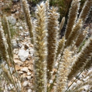  - Melica ciliata subsp. ciliata