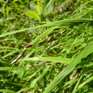 Photographie n°58080 du taxon Melica uniflora Retz.