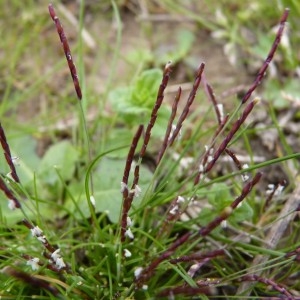 Photographie n°58090 du taxon Mibora minima (L.) Desv.