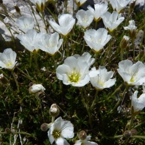 Photographie n°58093 du taxon Minuartia capillacea (All.) Graebn. [1918]