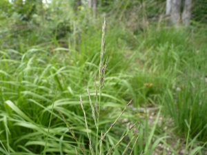 Mathieu MENAND, le 27 mai 2011 (Mérenvielle)