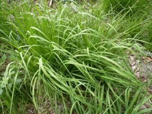 Mathieu MENAND, le 27 mai 2011 (Mérenvielle)