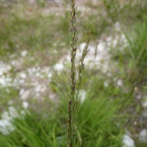 Photographie n°58101 du taxon Molinia caerulea subsp. caerulea