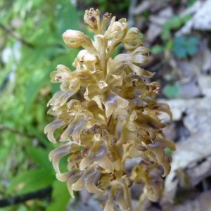 Photographie n°58127 du taxon Neottia nidus-avis (L.) Rich. [1817]