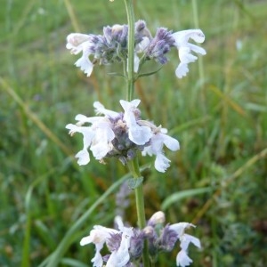 Photographie n°58130 du taxon Nepeta nepetella L. [1759]