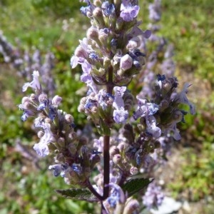 Nepeta paniculata Crantz (Népéta glabre)