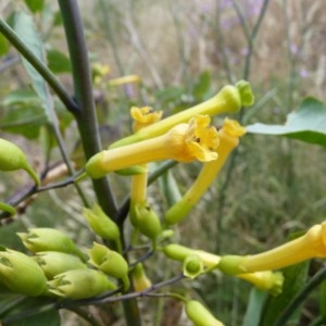 Photographie n°58136 du taxon Nicotiana glauca Graham [1828]