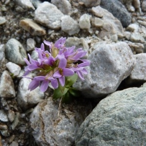 Photographie n°58139 du taxon Noccaea rotundifolia (L.) Moench [1802]