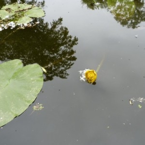 Photographie n°58143 du taxon Nuphar lutea (L.) Sm. [1809]