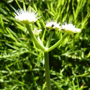 Photographie n°58156 du taxon Oenanthe fistulosa L. [1753]